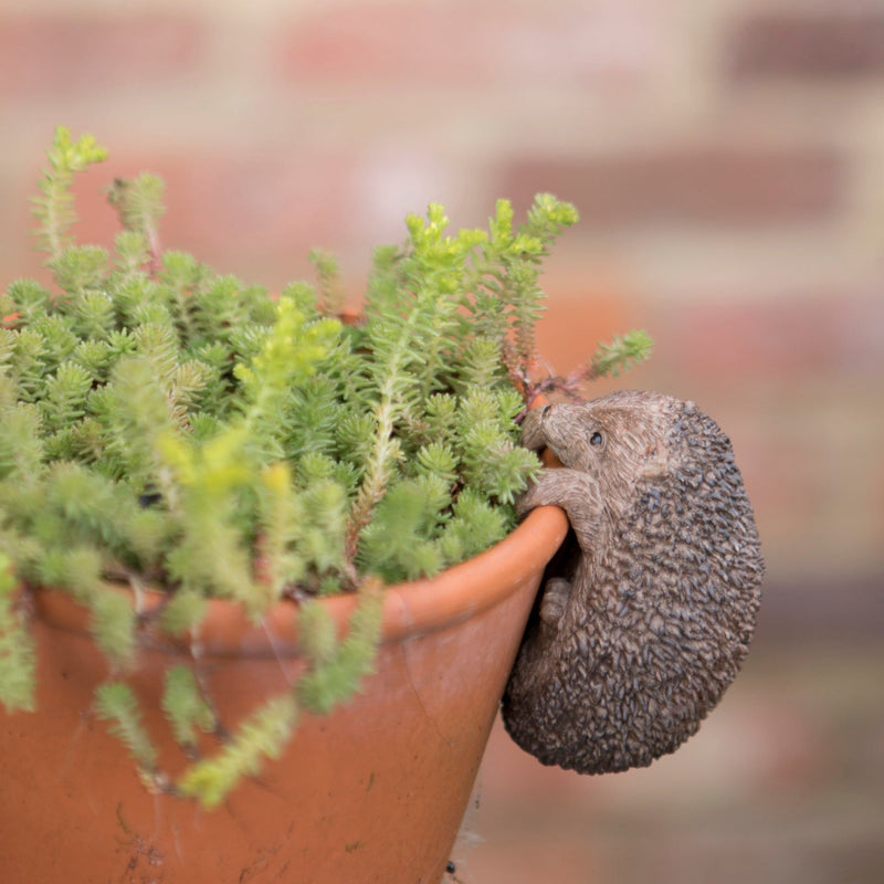 hedgehog plant hanger Hedgehog Pot Hanger – Blacks of Sopwell