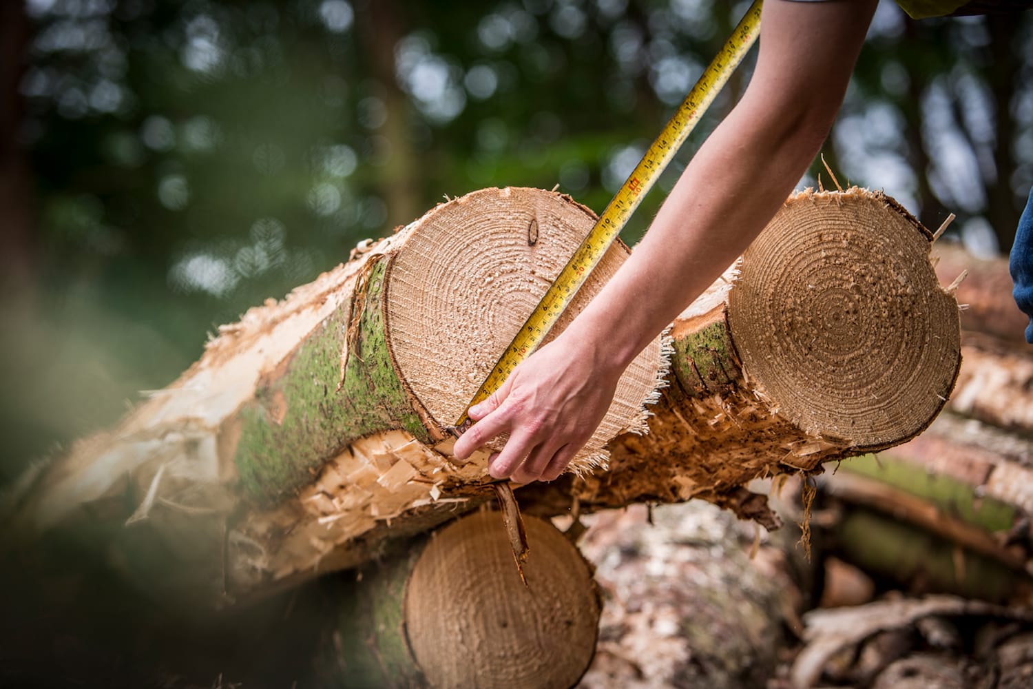 logs being prepared for use in the furniture making industry.